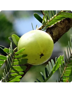 Balsamo Capelli Biologico Naturale in Polvere alla Mandorla - 125 gr 2