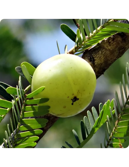 Shampoo in Polvere Biologico all'Amla - 100 gr
