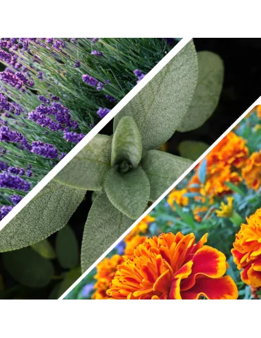 Bagnodoccia Bio Mediterraneo: Detergenza Naturale e Nutriente