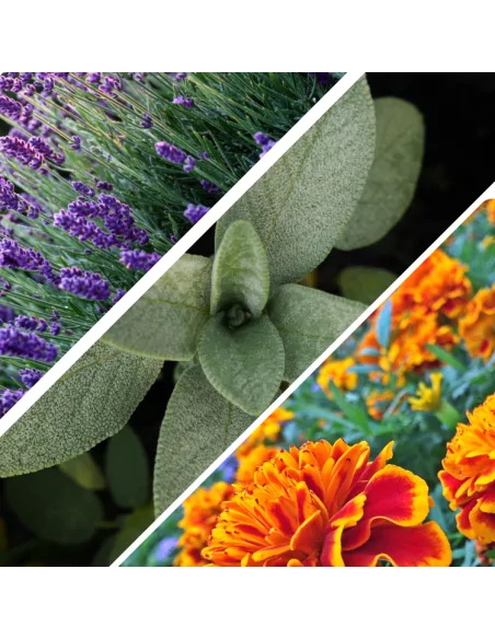 Bagnodoccia Bio Mediterraneo: Detergenza Naturale e Nutriente