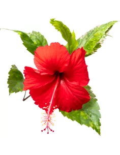 Siero Viso Bioattivo No-Age Antiage - Pelle Tonica e Luminosa 2